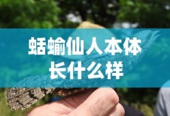 蛞蝓仙人本体长什么样