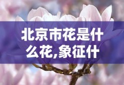 北京市花是什么花,象征什么