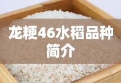 龙粳46水稻品种简介