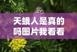 天蛾人是真的吗图片我看看