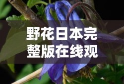 野花日本完整版在线观看
