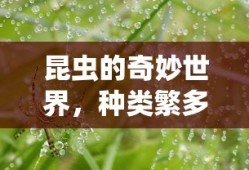 昆虫的奇妙世界，种类繁多，千姿百态