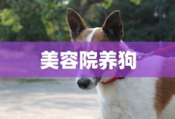 美容院养狗