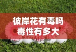 彼岸花有毒吗毒性有多大