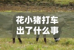 花小猪打车出了什么事