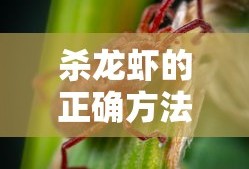 杀龙虾的正确方法