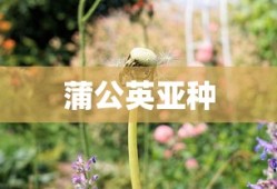 蒲公英亚种