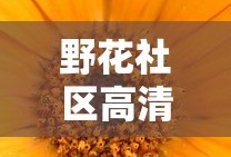野花社区高清在线观看