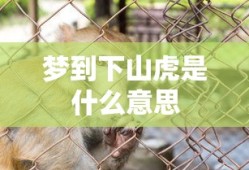 梦到下山虎是什么意思