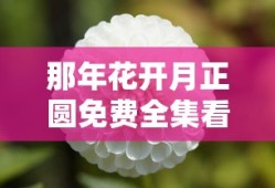 那年花开月正圆免费全集看