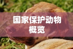 国家保护动物概览