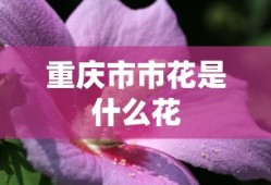 重庆市市花是什么花