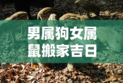 imToken转账失败原因解析