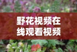 野花视频在线观看视频完整版下载