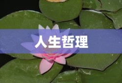 人生哲理的启示与体悟
