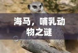 海马，哺乳动物之谜的神秘生物