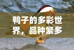 鸭子的多彩世界，品种繁多，各具特色