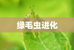 绿毛虫进化