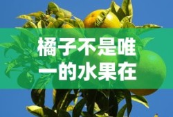 橘子不是唯一的水果在线阅读免费