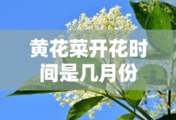 黄花菜开花时间是几月份