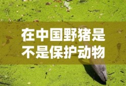在中国野猪是不是保护动物