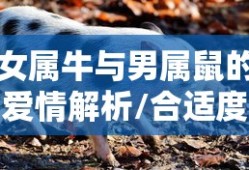 生肖配对下的爱情解析，女属牛与男属鼠的合适度探讨