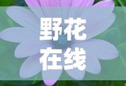 野花在线观看免费观看大全5G