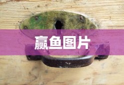 赢鱼图片