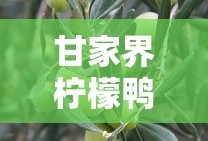 bobo播放器下载污