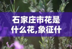石家庄市花是什么花,象征什么