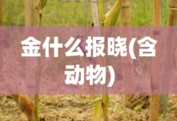 武则天王者荣耀图片