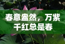 春意盎然，绽放万紫千红的美好时刻