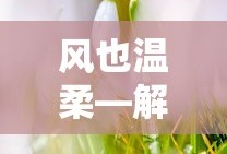 风之诗情，解读自然之美的温柔表达