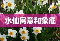水仙寓意和象征