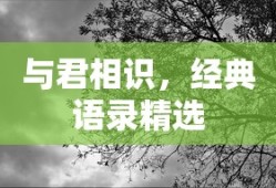 与君相识，经典语录精选