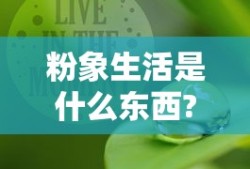粉象生活是什么东西?什么意思?详细介绍!