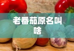 老番茄原名叫啥