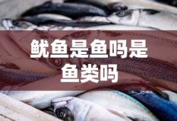 鱿鱼是鱼吗是鱼类吗