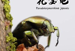 魔力宝贝虎头蜂，自然界的神秘战士