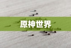 探索原神世界中的蒲公英籽，神秘力量的种子，原神世界中的蒲公英籽，神秘种子的力量探索