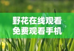 野花在线观看免费观看手机去