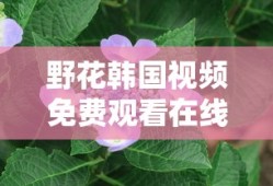 野花韩国视频免费观看在线播放