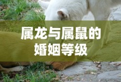 阿尔宙斯配招推荐