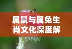 赤月屠龙官方