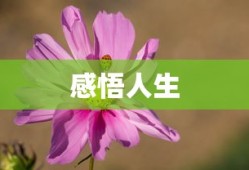 虎牙嗨氏个人资料