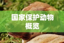 国家保护动物概览