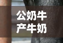 公奶牛产牛奶吗?