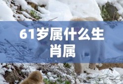 61岁属什么生肖属