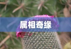 属鼠与狗宝宝的属相奇缘，和谐共生的故事