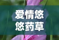 爱情悠悠药草香48集免费观看视频